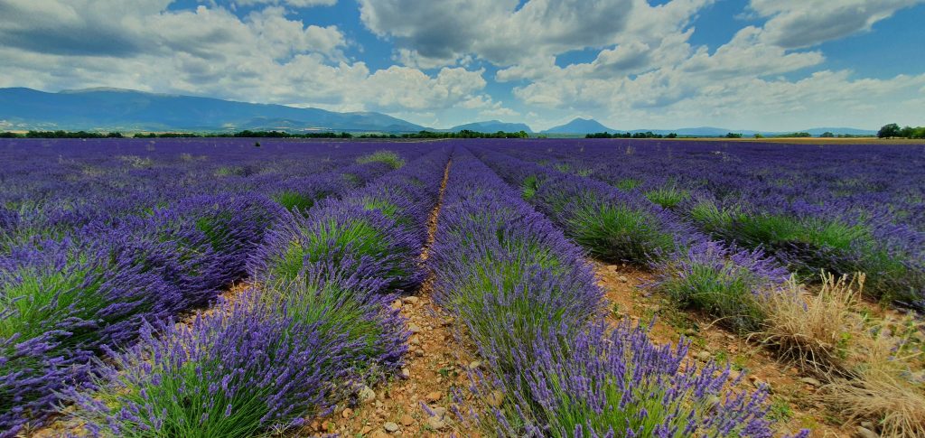 Lavendelfeld im Departement Alpes-de-Haute-Provence