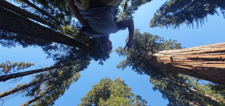 Sequoia Nationalpark - Mammutbäume